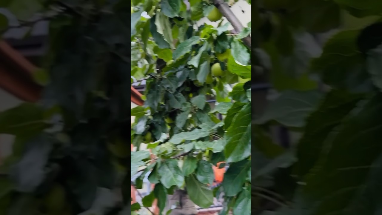 Watch These Cute Girls Pick Apples from an Apple Tree - It's So Much Fun! 