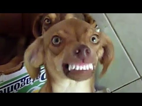 funny dog laughing