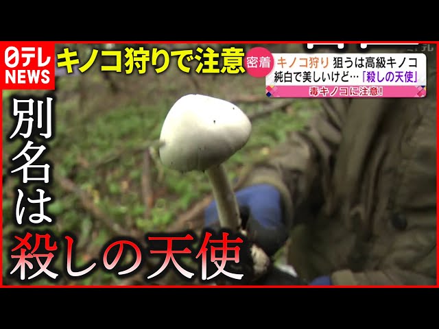 どくきのこ キノコ】奥深き”毒キノコ”の世界… 気を付けるポイントは？ 宮城 NNN