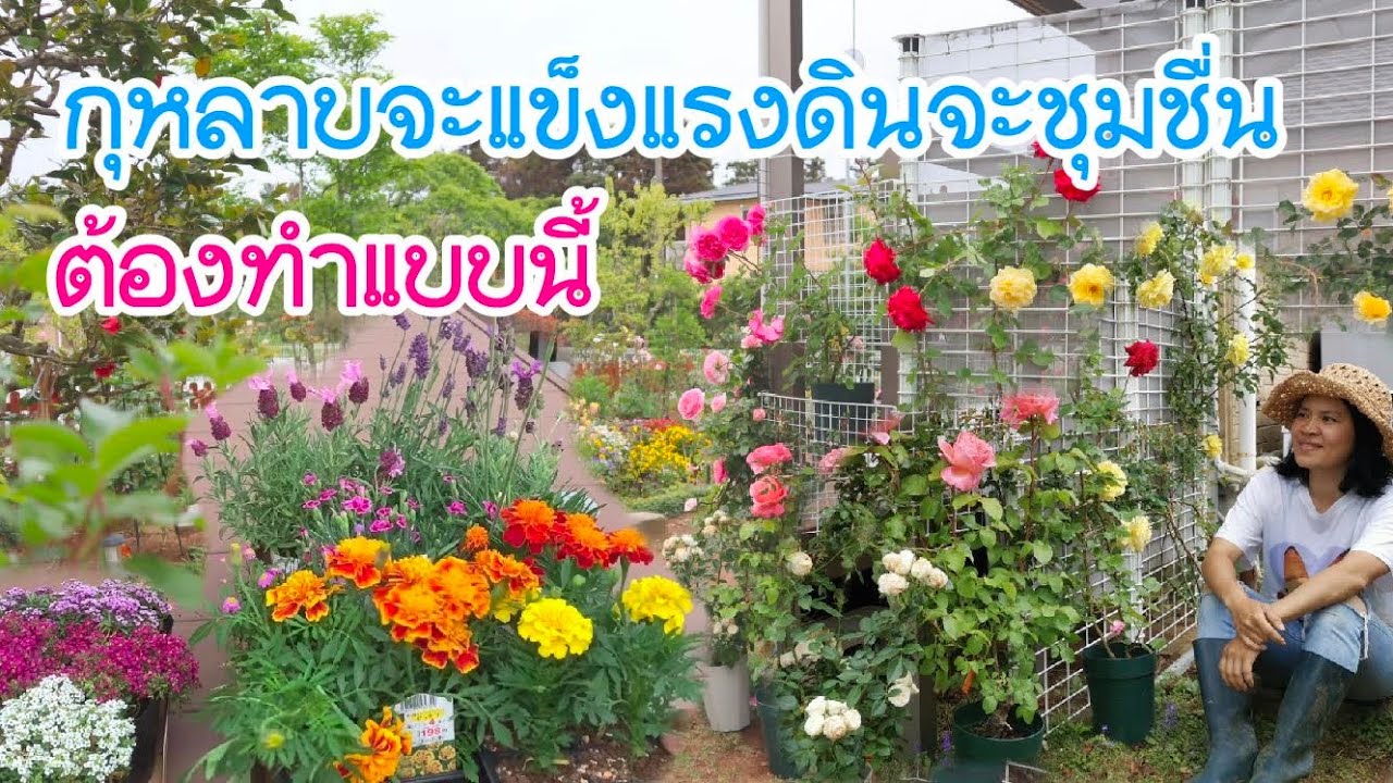 กุหลาบจะแข็งแรง ดินชุมชื่น ต้องทำแบบนี้