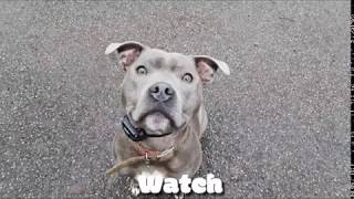 Staffordshire Bull Terrier Blake Off Leash K9 Training London