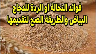 هل النخالة او الردة مفيدة للدجاج البياض وكمان ممكن نعطيها للكتاكيت الصغيرة  #طيور_فوق_السطح