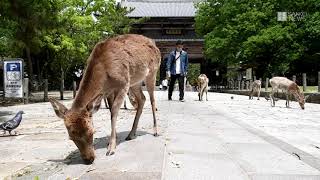 ５連休スタート・奈良公園の様子　人影はまばら、駐車場の閉鎖も