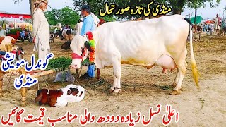 Gondal Mandi Latest Update 11Feb 2026Hf Cow Latest Videocholistani Cow In Stan