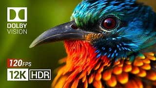 Wild Birds 12K Video ULTRA HD Dolby Vision™ (HDR 120FPS)