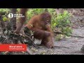Meryl at Nyaru Menteng, Save the Orangutan 2016