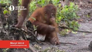 Meryl at Nyaru Menteng, Save the Orangutan 2016