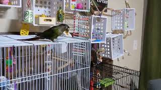 The best 'trick' I taught my bird by Life Prepared 88 views 2 months ago 28 seconds