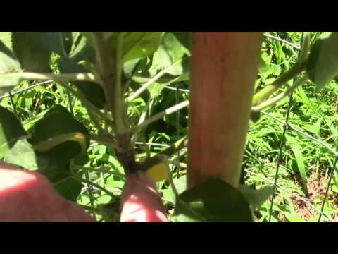 PRUNNING NEW GROWTH ON A FRUIT TREE WHIP