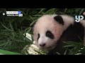 Baby panda alert! South Korea zoo introduces cute new resident