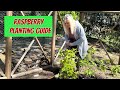 Planting 5 Raspberry Varieties:Raspberry Growing Guide For Beginners🙌