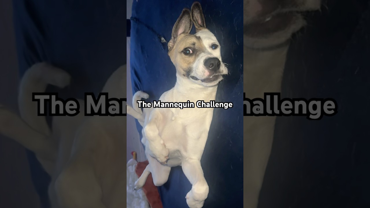 Dabs справился с испытанием «Манекен» 😂🐾 