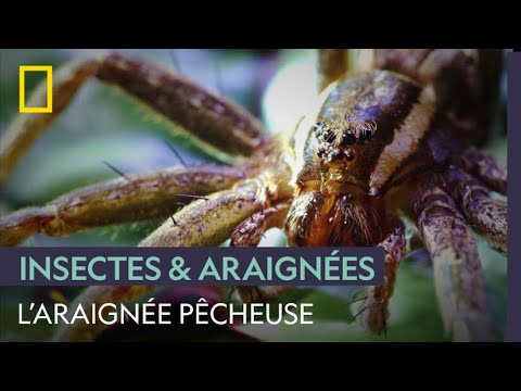 La Dolomède Cette Araignée Qui Pêche Des Poissons 