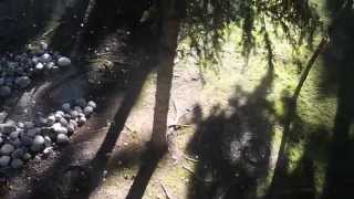 squirrel dropping pine cones