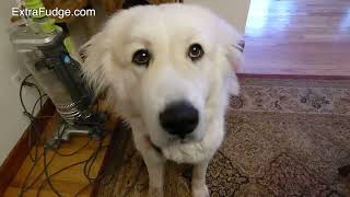 Great Pyrenees  at 1 year.  What to expect.