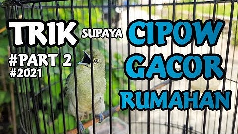 Merawat burung sirtu gacor di rumah || Sadulur Cipoh Karawang