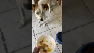 #pets #humor #modapet #cachorro #petsfofinhos #cat #viral #funny
