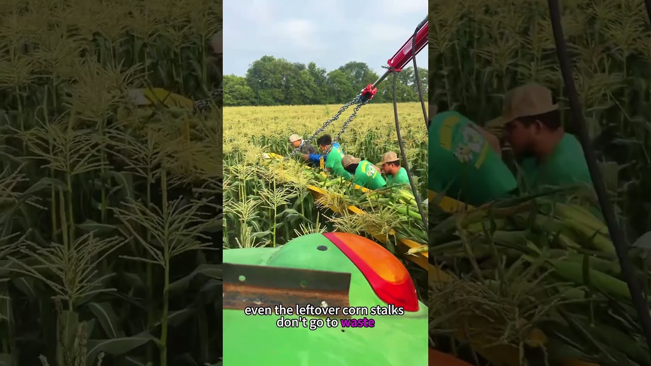 Chicken farming in cornfield #tiktok #foryour #usa #chicken #farm #cornfield