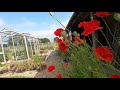 Self sown wild flower in the garden