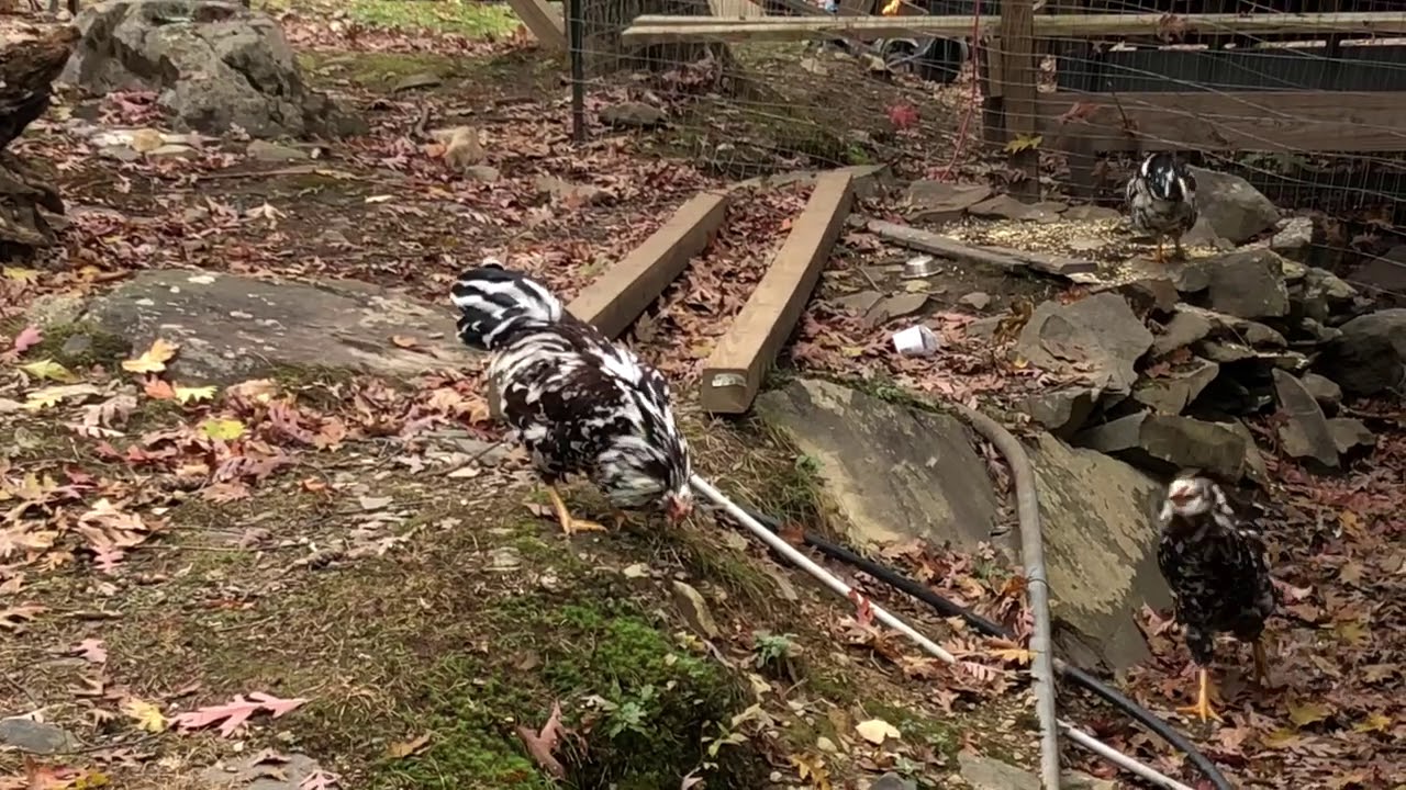 Russian Orloff rooster crowing