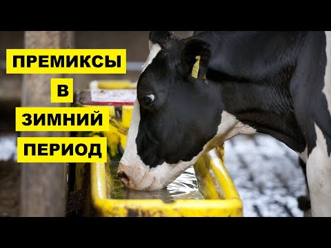 Использование премиксов для КРС в зимнестойловый период | Крупный рогатый скот | Скотоводство