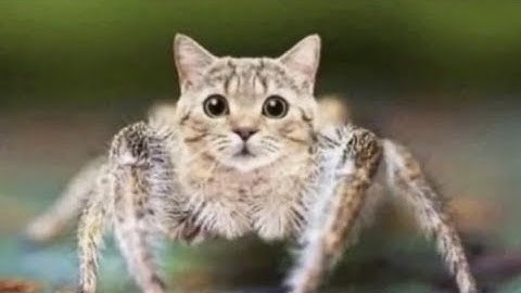 study stream 13 [calculus 1]