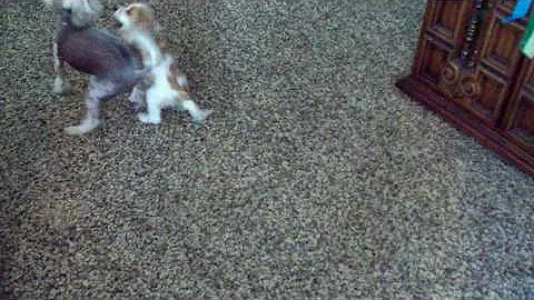 Dogs playing with each other, cute!
