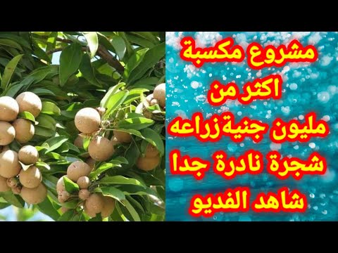 زراعة فاكهة الشيكو او السبوتا او السابودا او السابوديلا شجرة نادة جدا شاهد الفديو
