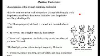 Primary Teeth Overview_Abeer Hakeem