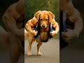 #ai #funny #cute #monkeyvideosforkids #funnyanimal #dog #dog six pak #six paak