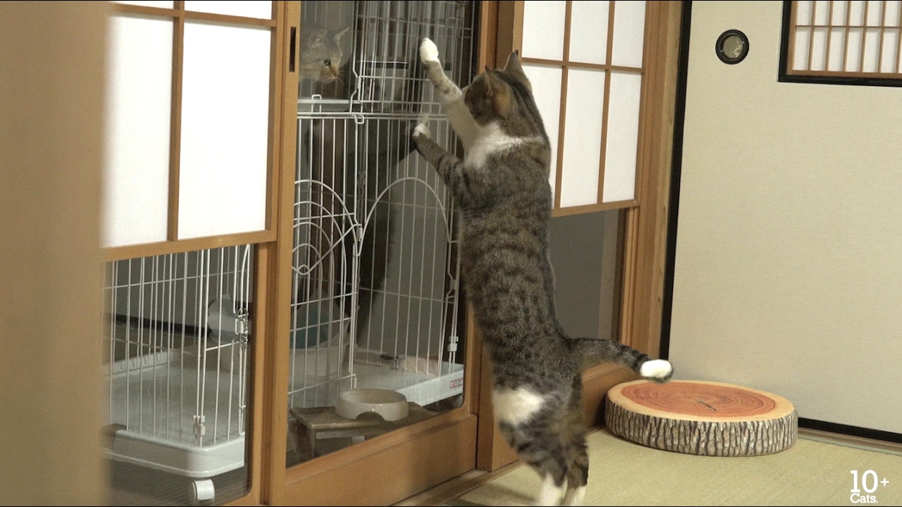 catalog Cats rise to one's feet and walk up to Kitten