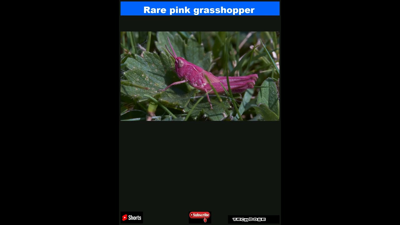 Rare pink grasshopper spotted in garden|