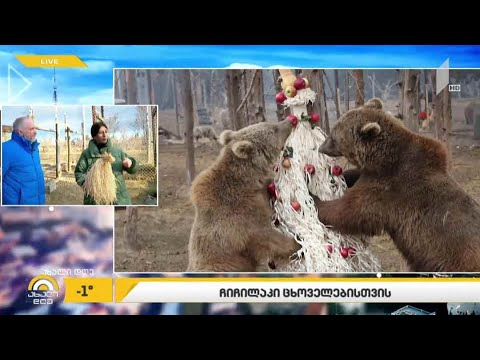 #ახალიდღე  ჩიჩილაკი ზოოპარკის ბინადარი დათვებისთვის