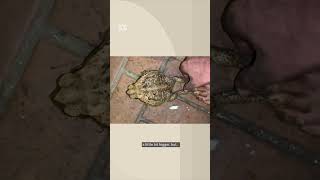 Have you seen a cane toad bigger than this? | ABC NEWS