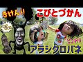 【こびとづかん】超凶暴!!アラシクロバネvsツチノコビト!?