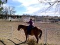 Amazing horse closes gate while dancing with a tumbleweed