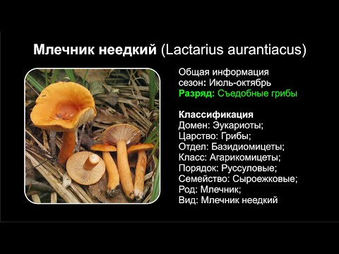 Млечник неедкий (Lactarius aurantiacus)