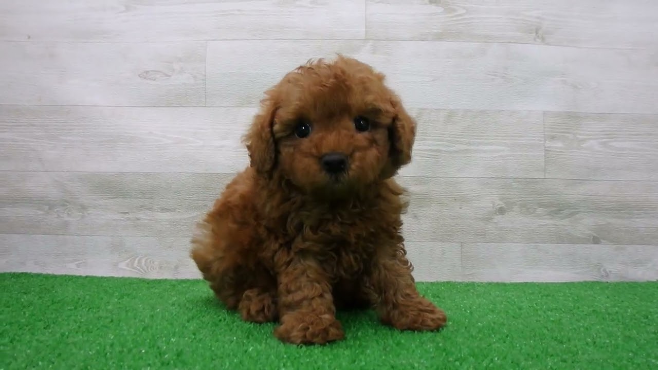 トイ・プードルの子犬（オス♂） 松本店｜ペットショップCoo＆RIKU