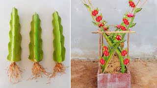 Technique of planting dragon fruit trees | How to Grow Clean Dragon Fruit Right At Home