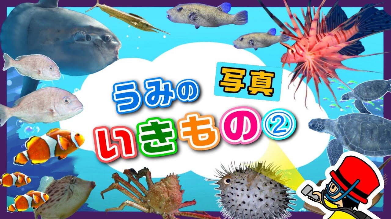 子供が喜ぶ水族館】海の生き物の写真⓶お魚さんたちが大集合！さかなの