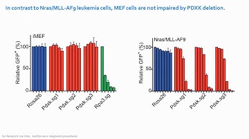 Vitamin B6 Addiction in Acute Myeloid Leukemia