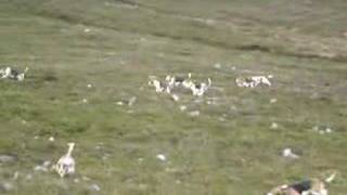 hare hunting cork ireland