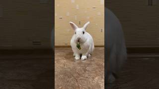 Хрум-Хрум-Хрум 🌼 Кролик Кушает Одуванчик #Животные #Домашниеживотные #Bunny #Rabbit #Кролик #Pets