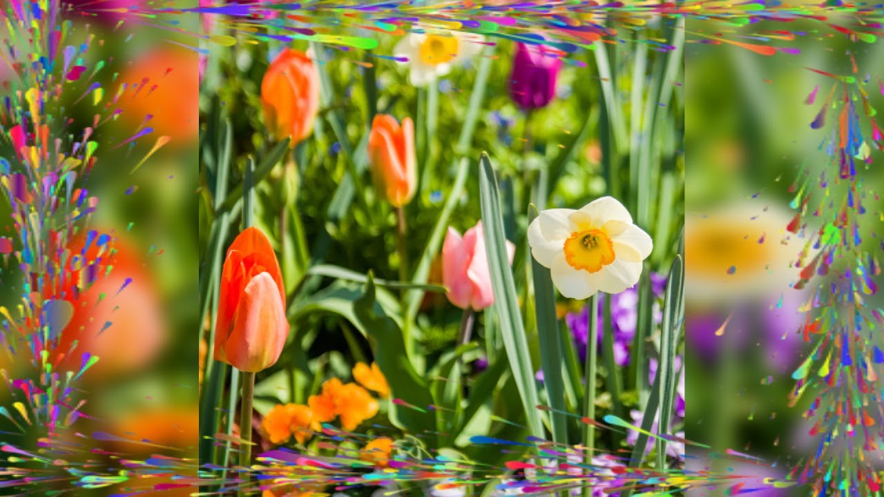 Mélange Bulbes Printemps En Pot Bio – Tulipes, Jonquilles, Crocus, Prêt à Planter, Cadeau Jardin