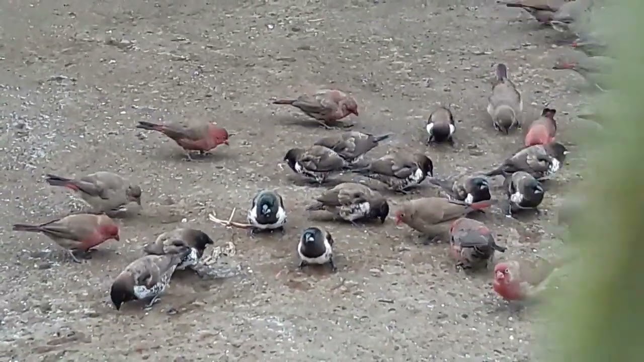 Ethiopian birds : የኢትዮጵያ ወፎች