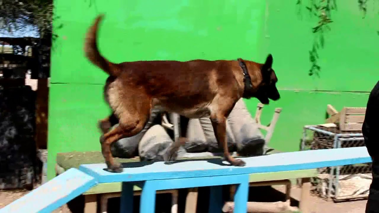 Comportamientos innatos y aprendidos; Perros YouTube