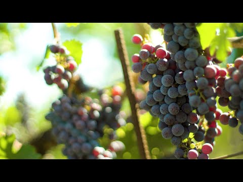 Wideo: Kiedy winogrona tupią w napa?