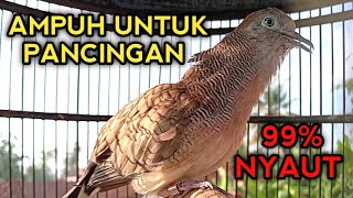 Ampuh Untuk Pancingan Perkutut Bangkok Gacor Pasti Nyaut 