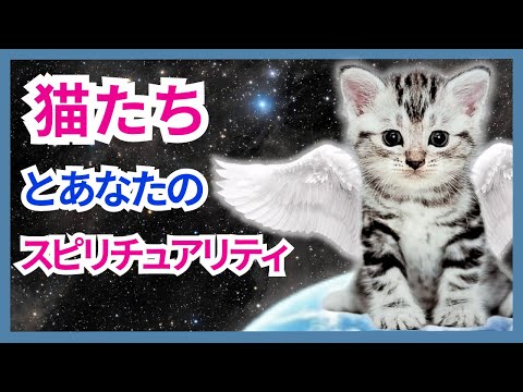 猫のスピリチュアルパワーを発見！ – 天使たちはあなたに知ってもらいたいのです！