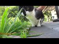 Tuxedo Cat Compilation